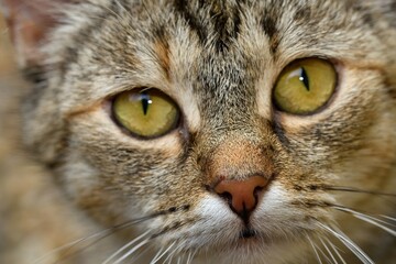 Portrait of a gray domestic cat.