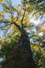 Naklejka premium Hayedo de Montejo 