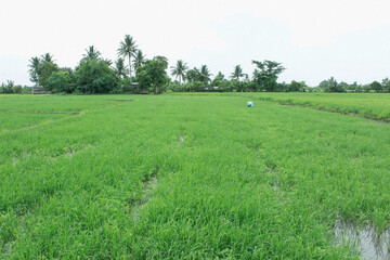 Obraz premium Rice field