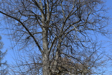 Trees