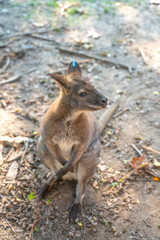 Close view of a baby kangaroo in a zoo, China.
