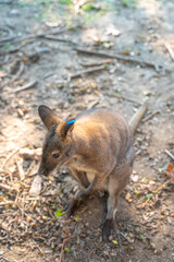 Fototapeta premium Close view of a baby kangaroo in a zoo, China.