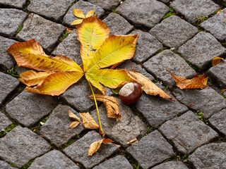 Herbstlaub mit Kastanie