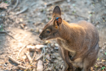 Close view of a baby kangaroo in a zoo, China.