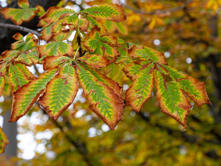 Kastanienbaum im Herbst