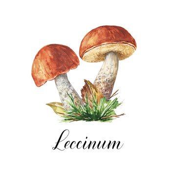 Watercolor leccinum edible fungi, mushrooms with leaves and grass illustration. Watercolour botanical composition on white background.