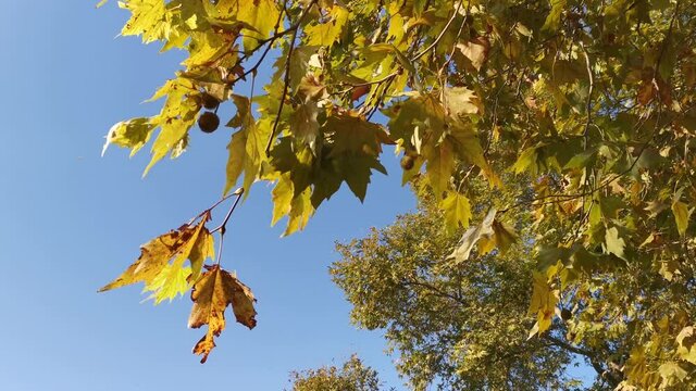 The yellow leaves flutter slowly in the wind. Leaves from the sycamore tree lat. Platanus orientalis close-up view from below. Autumn natural background with clear blue sky. The warm autumn wind.