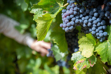 Red grapes in a vineyard, La Rioja, Spain