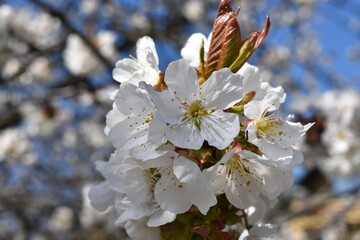tree blossom