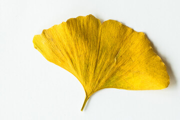 Naklejka premium Gingko biloba golden leaf, dried, isolated on a white background