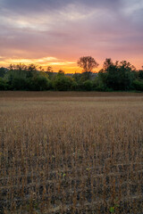 Sunset in the golden fields bordered by trees and shrubs, on a cloudy autumn evening