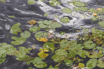Green leaves of water lilies on the surface of the pond in autumn