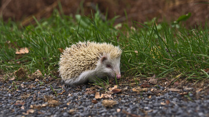 young white hedgehog in the grass