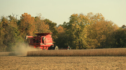 Fototapeta premium Rear of red combine harvesting soybeans in a dusty field in late afternoon in the Midwest; USA