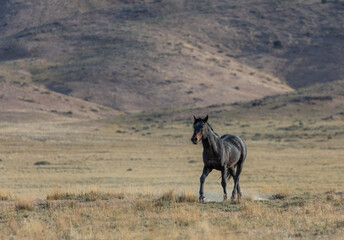 Beautiful Wild Horse in the Utah Desert