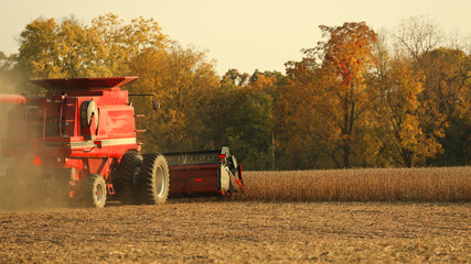 Rear view of red combine as it harvests beans in late afternoon in the Midwest USA; low angle view - obrazy, fototapety, plakaty