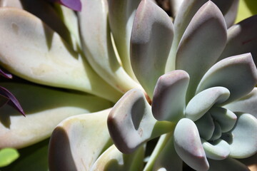 Close-up of water cactus