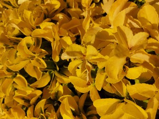 Large size horizontal abstract background of yellow flowers.