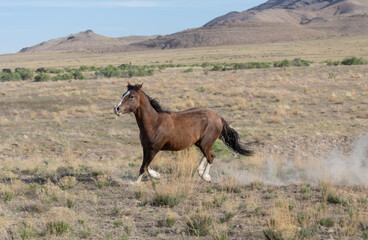 Beautiful Wild Horse in the Utah Desert