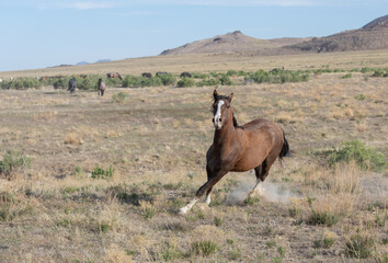 Beautiful Wild Horse in the Utah Desert