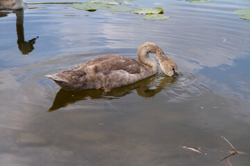 Young beautiful swan swiming in a lake	
