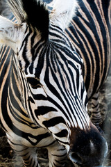 Beautiful zebra in the zoo.