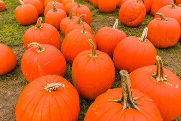 Autumn harvest of colorful pumpkin vegetables for sale on farm