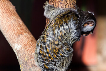 Little monkey callithrix aurita sitting on a branch.