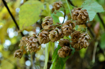Wild hops that grow on the fence of a private house . Russia city of Tambov .