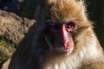 Monkey thoughtful, portrait photography.