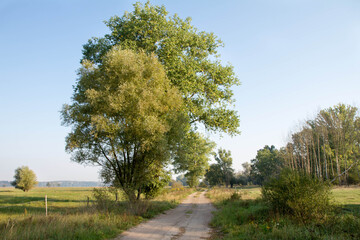 Dirt road with trees on both sides, running through a meadow