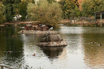 Naklejka premium Albatross on a rock among wild swimming ducks in the autumn city pond