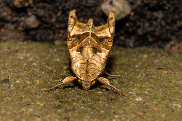 A closeup picture of a moth. Picture from Bokskogen outside Malmo, Sweden