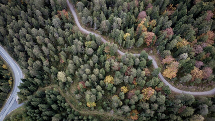 Drohnenaufnahme eines Waldes von oben in Tirol