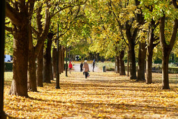 Fototapeta premium A family walks in the beautiful autumn public park. Kids and their grandmother.