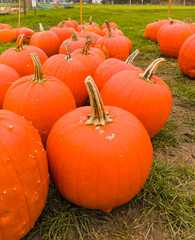 Autumn harvest of colorful pumpkin vegetables for sale on farm