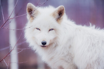 Obraz premium Fox close-up in the reserve in winter resting, looking at the camera