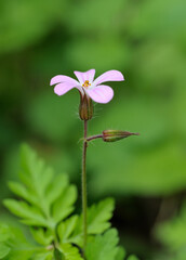 Frühlingsblume