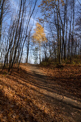 Fototapeta premium Path in the autumn forest with birch trees against the blue sky