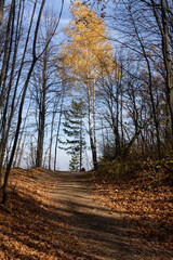 Birch with yellow leaves in the forest against the blue sky