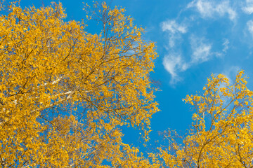 A look at the crowns of yellow trees against the background of a blue sky with clouds. Autumn natural landscape.