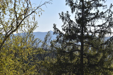 Forest