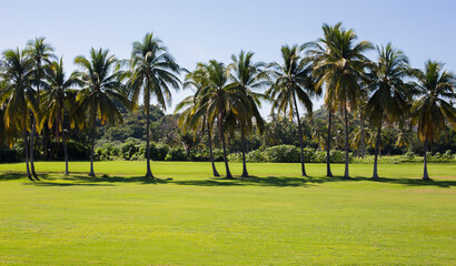 Tropical palms in Togo, Lome © Alona