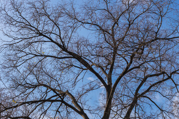 The spreading crown of a tree with almost no leaves against a blue sky with light clouds. Late fall. Looking from the bottom up.