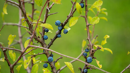 
Close-up on a blackthorn and its blue berries, in early autumn