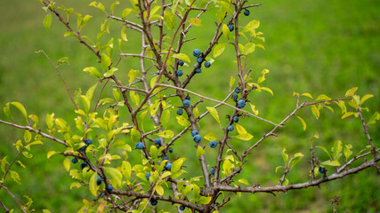 
Close-up on a blackthorn and its blue berries, in early autumn