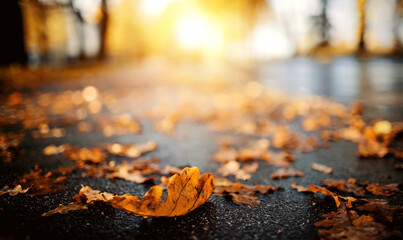 Fallen oak leaves lie on the asphalt.