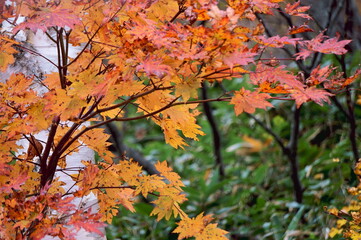 白樺と紅葉