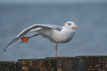 Möwe reckt und streckt sich