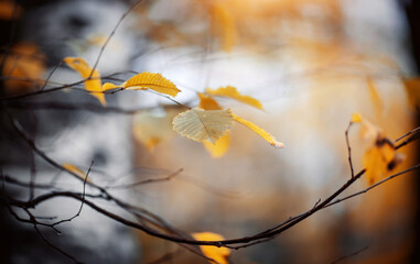 Autumn background with yellow leaves on branches.